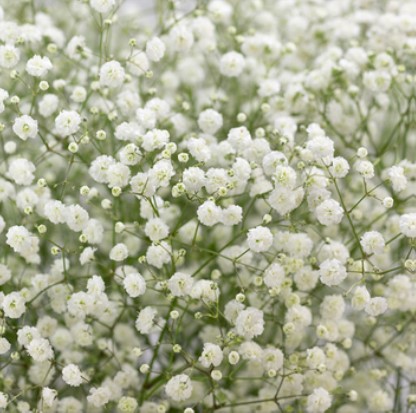 GYPSOPHILIA