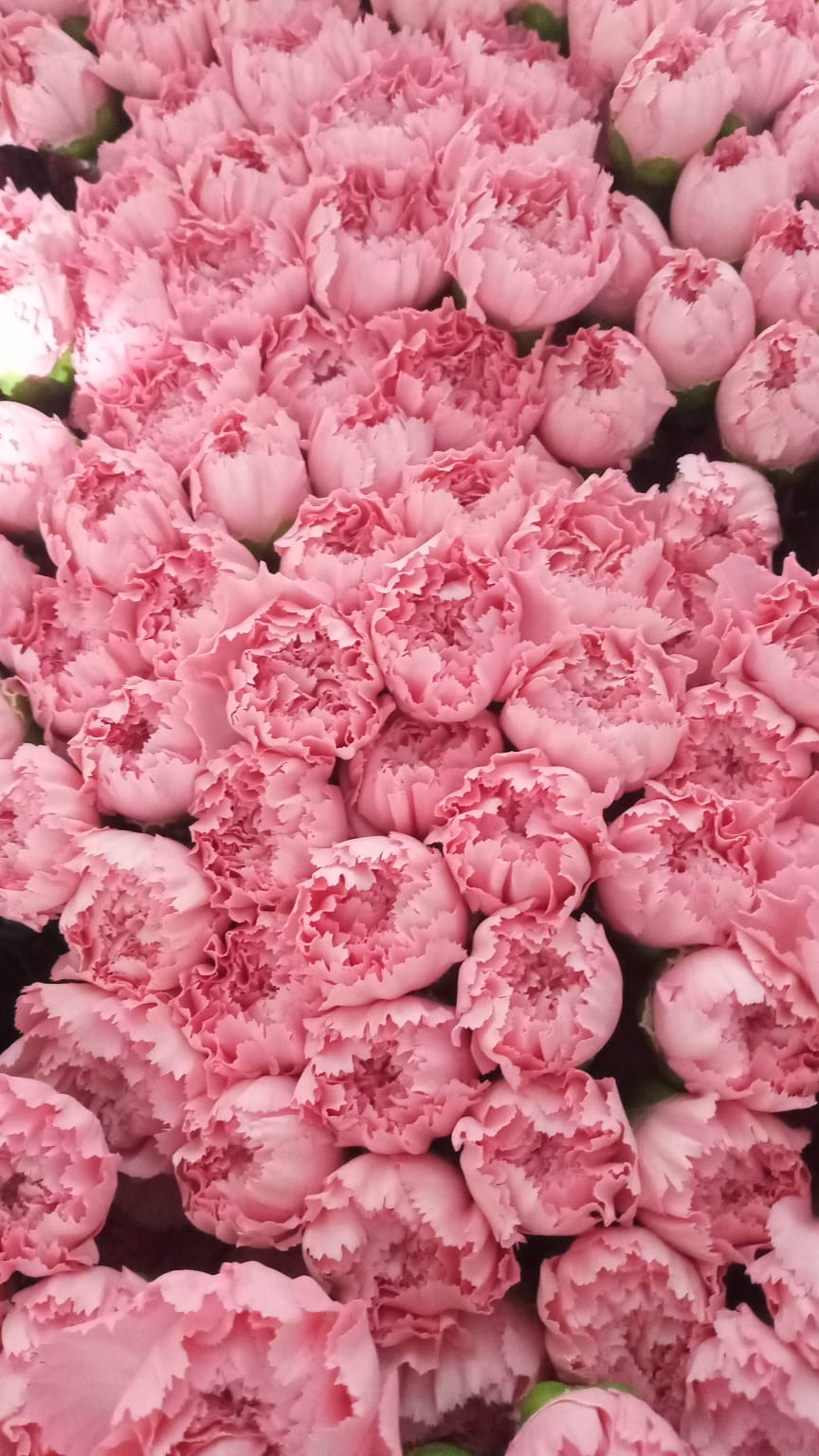 CLAVEL