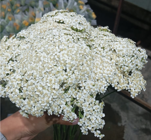 ACHILLEA