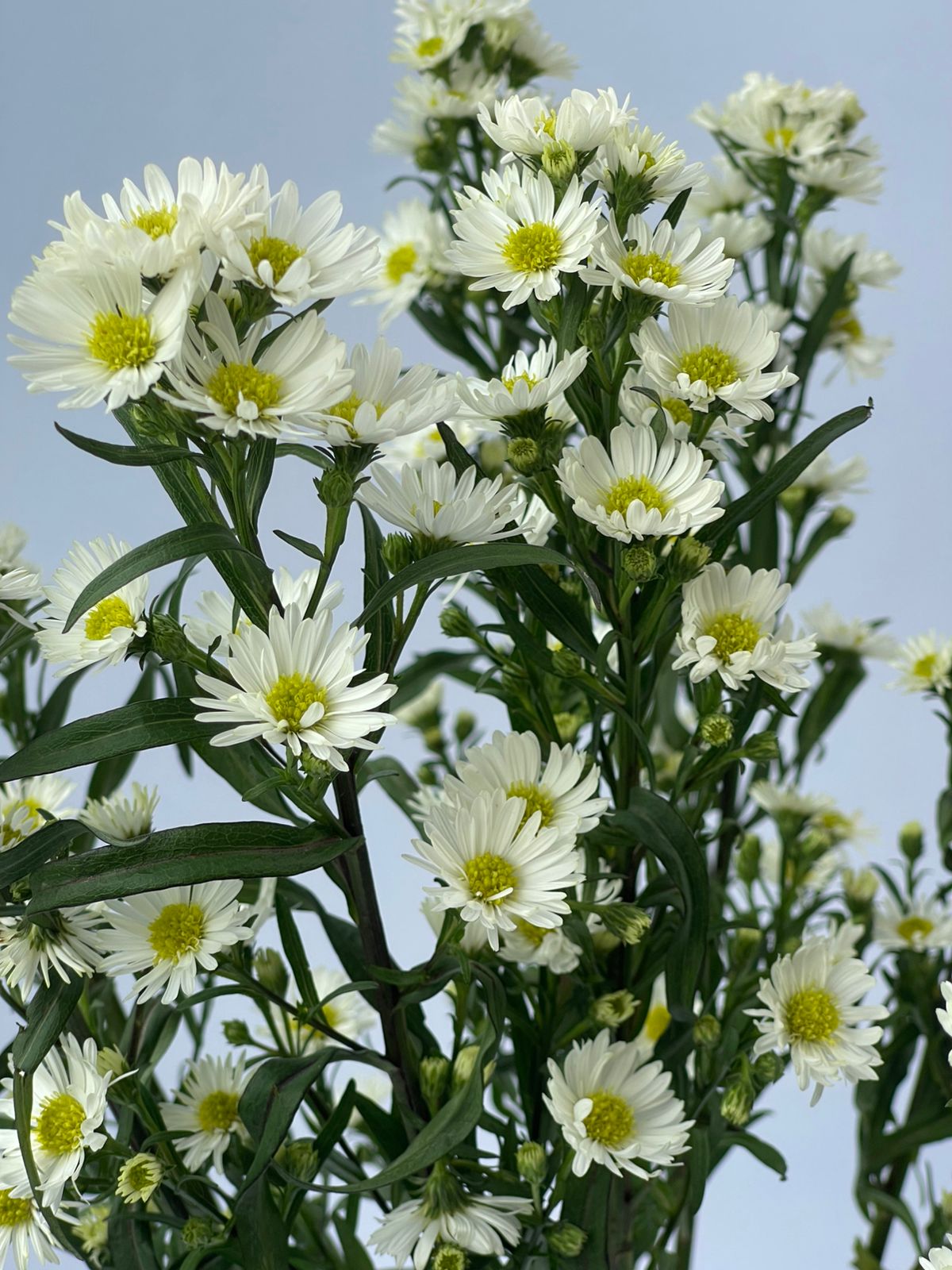 ASTER