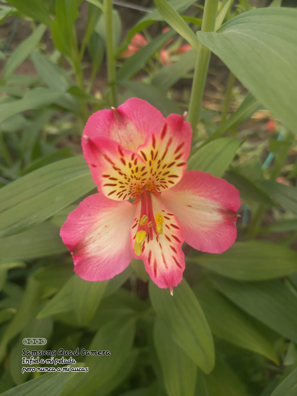 ALSTROMERIAS